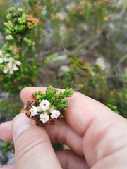 Erica denticulata