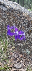 Delphinium bicolor
