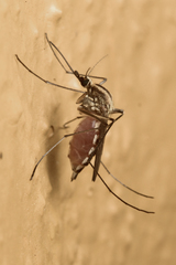 Aedes trivittatus