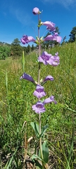 Penstemon grandiflorus