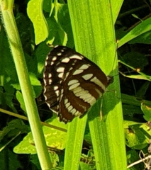 Neptis