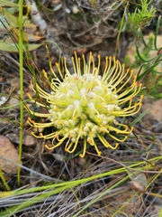Leucospermum lineare