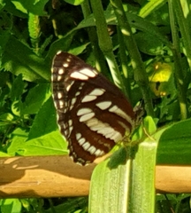 Neptis