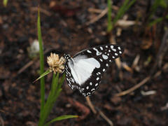 Graphium angolanus angolanus