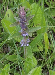 Ajuga ophrydis