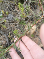 Leucospermum lineare