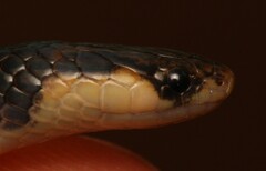 Aparallactus capensis