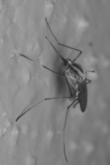 Aedes trivittatus
