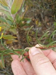 Leucospermum lineare