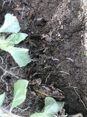 Cacosternum boettgeri