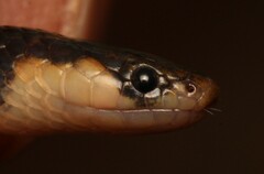 Aparallactus capensis