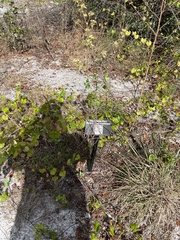 Chamaecrista fasciculata