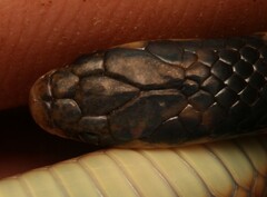 Aparallactus capensis