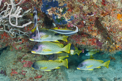 Plectorhinchus gaterinus