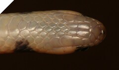 Aparallactus capensis