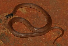 Aparallactus capensis