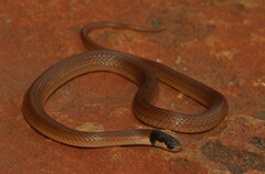 Aparallactus capensis