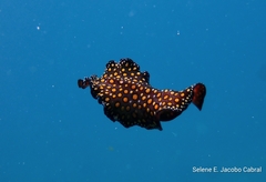 Pseudobiceros pardalis