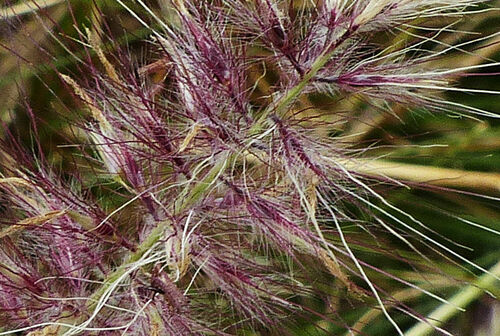 Fountain Grass