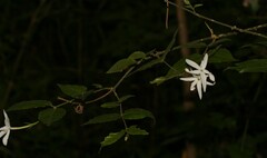 Jasminum multipartitum
