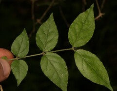 Jasminum multipartitum