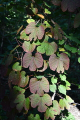Vitis amurensis