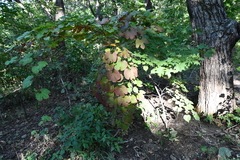 Vitis amurensis