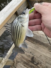 Morone mississippiensis