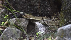 Crotalus molossus molossus