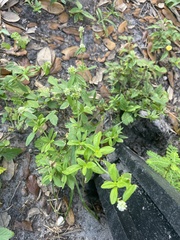 Spermacoce verticillata