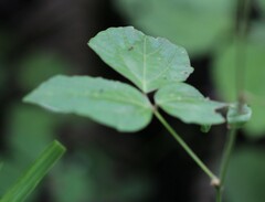 Hylodesmum repandum