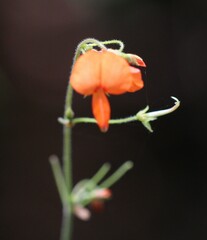 Hylodesmum repandum