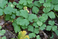 Waldsteinia ternata