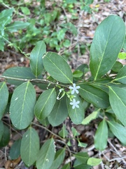 Acokanthera oppositifolia