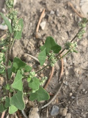 Chenopodium fremontii