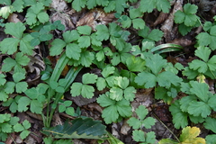 Waldsteinia ternata