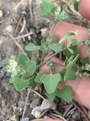 Chenopodium fremontii