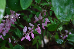 Indigofera decora