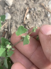 Chenopodium fremontii