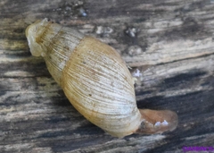 Euglandina rosea