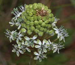 Schizocarphus nervosus