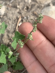 Chenopodium fremontii