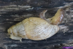 Euglandina rosea