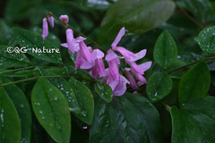 Indigofera decora