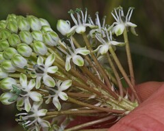 Schizocarphus nervosus