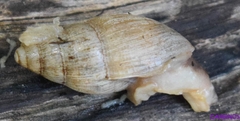 Euglandina rosea