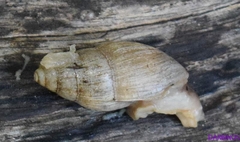 Euglandina rosea