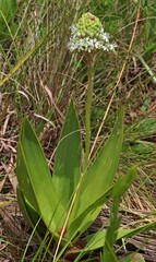 Schizocarphus nervosus