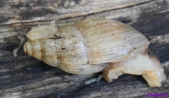 Euglandina rosea