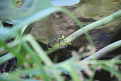 Castoraeschna decurvata